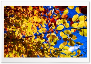 Blue Sky, Yellow Leaves, Tree...