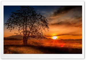 Malaysia Tree Sunset