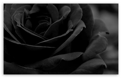 Download Black Rose UltraHD Wallpaper