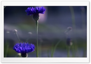 Blue Flowers