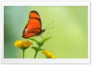 Orange Butterfly