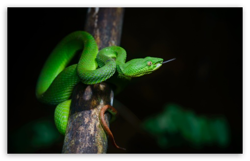 Download Bright Green Pit Viper Snake UltraHD