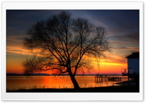 Tree And Sunset, HDR