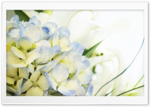 Blue Hydrangea and Lilies