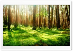 Beautiful Forest Scenery