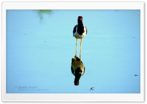 Water Bird - Shoaib Photography