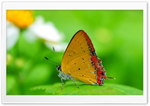 Orange Butterfly on a Leaf