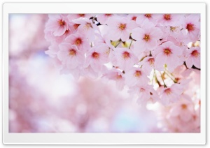 Pink Blossom Tree