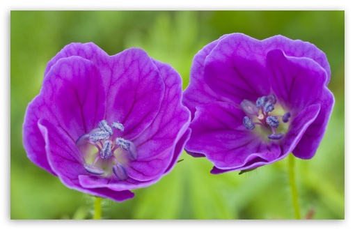 Download Purple Flowers UltraHD Wallpaper