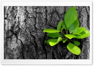 Green Leaves Bunch