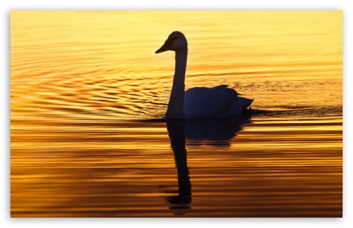 Download Swan in the Morning Light UltraHD Wallpaper