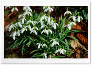 Forest Snowdrops