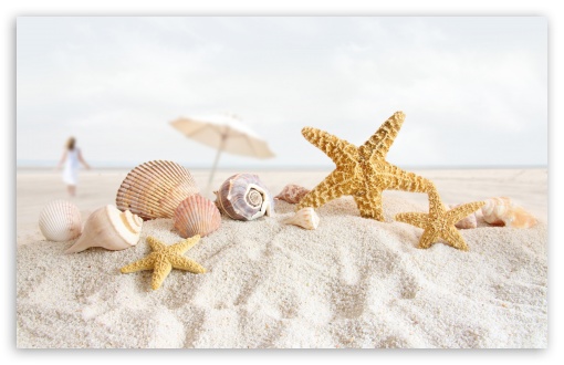 Download Seashells And Starfish On The Beach UltraHD Wallpaper