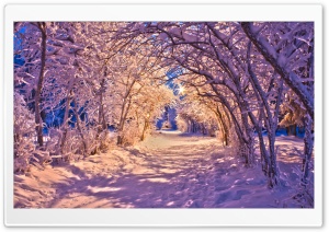 Snowy Tree Archway