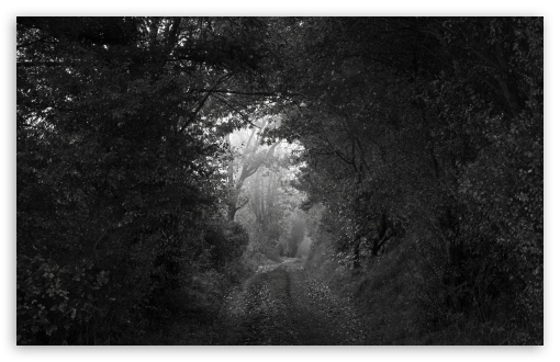 Download Forest Tunnel Black and White UltraHD Wallpaper