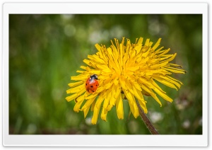 Ladybug On A Dandelion Flower