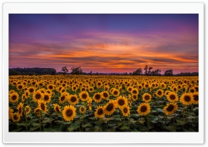 Sunflowers, Field