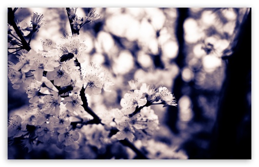 Download Cherry White Flowers UltraHD Wallpaper