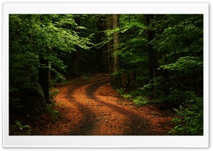 Beautiful Forest Path