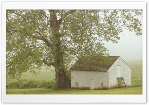 House, Tree, Mist