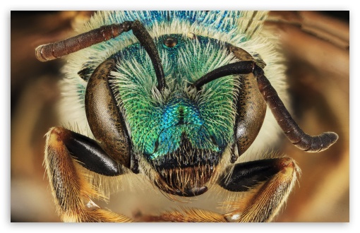 Download Green Blue Metallic Bee, Agapostemon Coloradinus UltraHD Wallpaper
