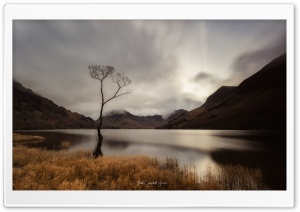 Buttermere Lake, Lone Tree,...