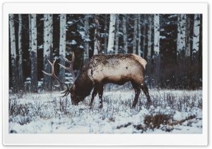 Elk in Snow, Winter