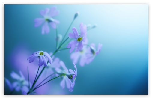 Download Delicate Violet Flowers UltraHD Wallpaper