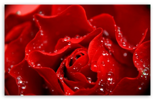 Download Love is Like a Red Rose UltraHD Wallpaper