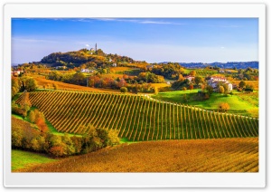 Scenic Vineyard Landscape
