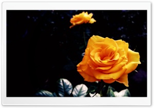 Yellow Blossom II