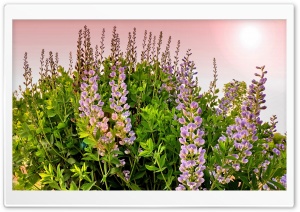 Lupines Flowers