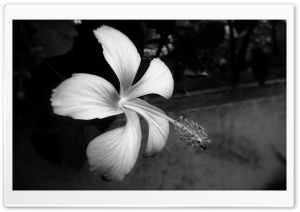 Hibiscus Black And White