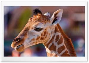 Portrait of a Baby Giraffe