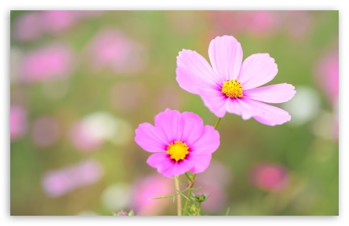 Download Pink Cosmos Flowers UltraHD Wallpaper