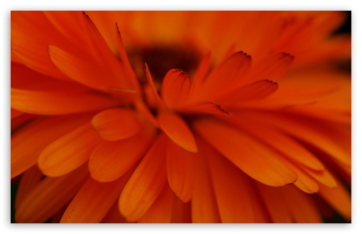 Download Orange Flower Focus UltraHD Wallpaper