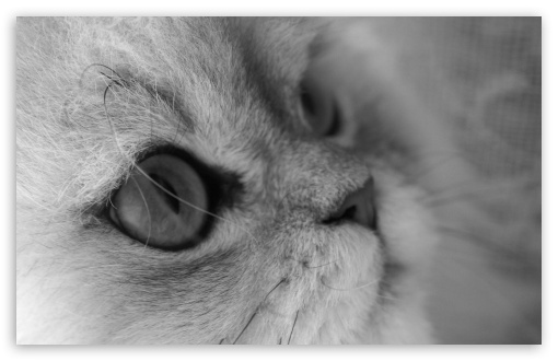 Download Cat Close Up UltraHD Wallpaper