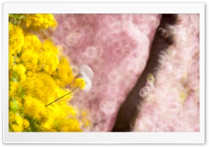 Flowers, Yellow and Pink Bokeh