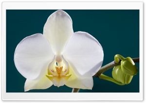 White Orchid Flower, Buds, Macro