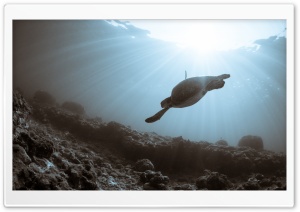 Sea Turtle Swimming