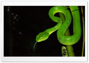 Green large eyed Pit Viper...