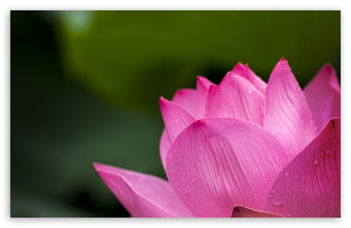 Download Lotus UltraHD Wallpaper