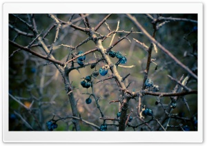 Dried Berries Bush