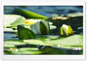 Armenia, Water Lily