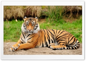Tiger Sitting Majestic
