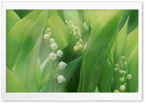 Lily Of The Valley With Water...