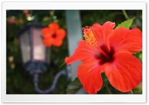 Hibiscus Flowers