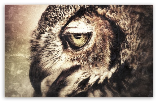 Download Owl Art UltraHD Wallpaper