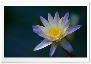 Purple Water Lily from Above