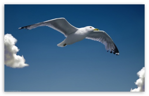 Download Seagull UltraHD Wallpaper